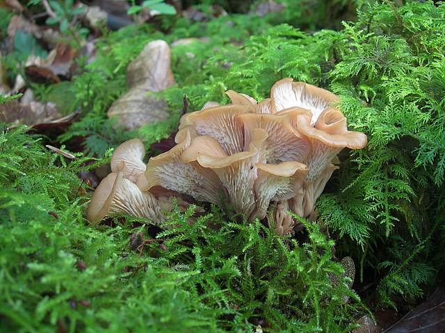 Funghi trasformisti , necrofili e sterili